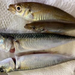 タコサバアジの三目^ ^♫