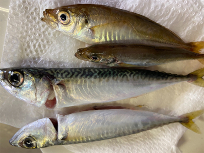 タコサバアジの三目^ ^♫