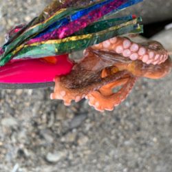 今日もタコ三昧