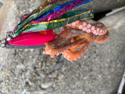 今日もタコ三昧