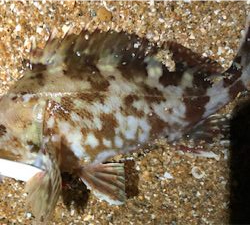 ガシリングぅ〜