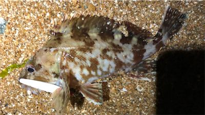 ガシリングぅ〜