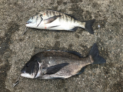 ヘチ釣り　チヌ