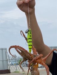 久しぶりにタコ！