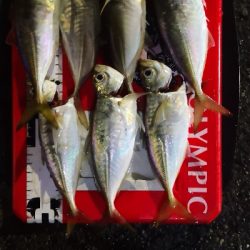 アジング練習 158