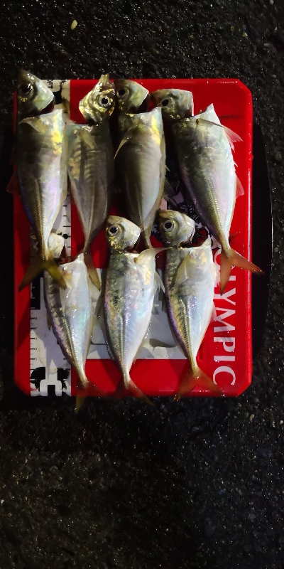 アジング練習 158