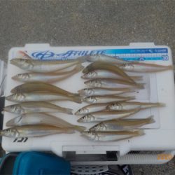 ピンギス絶好調