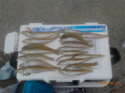 ピンギス絶好調