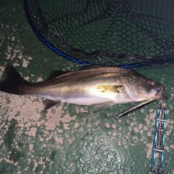 懲りずにバチシーバス