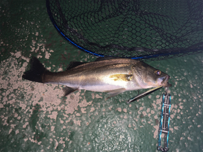 懲りずにバチシーバス