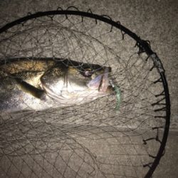 まぁまぁ活性高い?