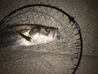 まぁまぁ活性高い?