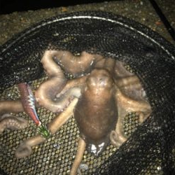 イカはお留守…でも外道のテナガダコGET (^^)/