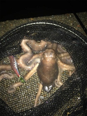 イカはお留守…でも外道のテナガダコGET …