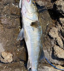 磯マル君 トップでドカン！