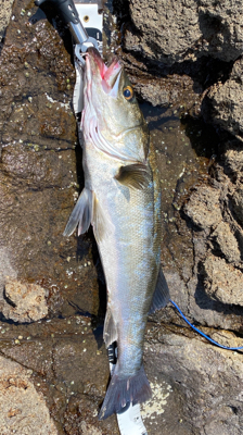 磯マル君 トップでドカン！