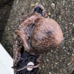 雨上がりオクトパッシング