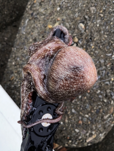 雨上がりオクトパッシング