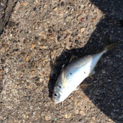 連日短時間アジング