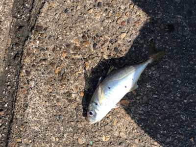 連日短時間アジング