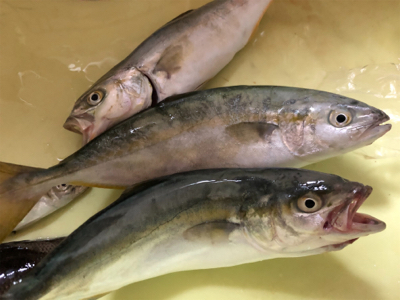 ハマチはまだか、、