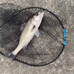 ナイト〜タコ〜マズメ〜ナイト