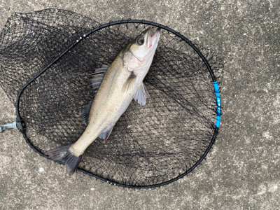 ナイト〜タコ〜マズメ〜ナイト