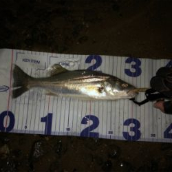 サイズが出ない