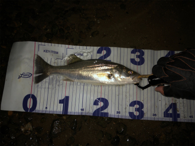 サイズが出ない