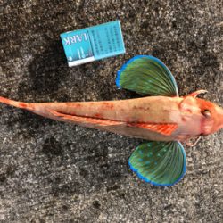 シイラは釣れず