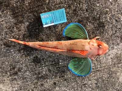 シイラは釣れず