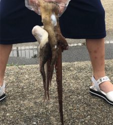 メタルジグに大タコ