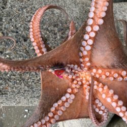 ショアタコで自己新!