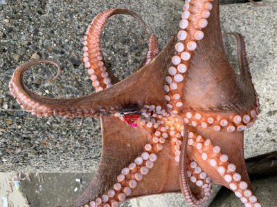 ショアタコで自己新！