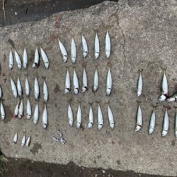 アジングでサバ大量