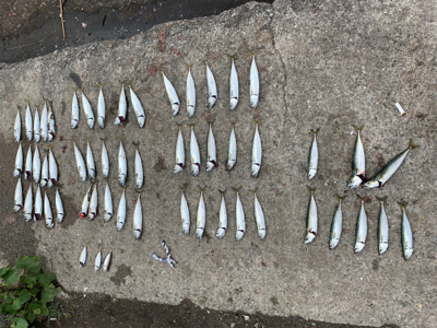 アジングでサバ大量