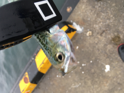 中層にワラワラと。