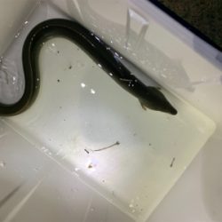 夕方河口でぶっ込み釣り