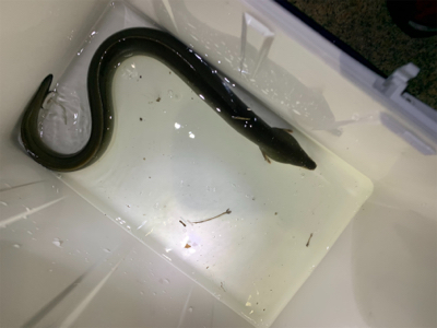 夕方河口でぶっ込み釣り