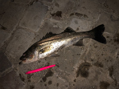 ３週間ぶりに。