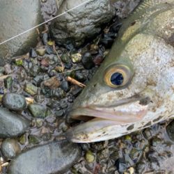 塩分濃度低く濁りが酷い