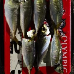 アジング練習 159