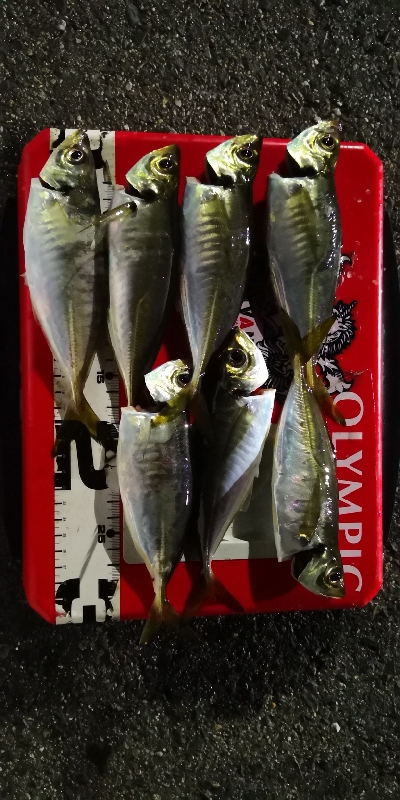 アジング練習 159