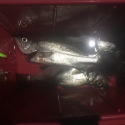 泳がせでハネが三匹