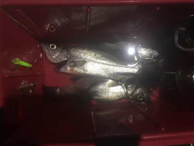 泳がせでハネが三匹