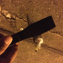 まさに入れ食い