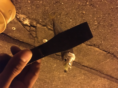 まさに入れ食い