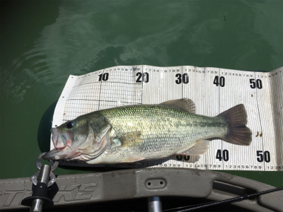 プラグメインで