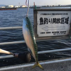 SSJならば小サバ♪珍しくタコ渋く。。。