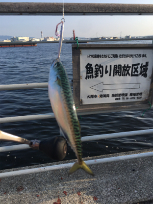 SSJならば小サバ♪珍しくタコ渋く。。。